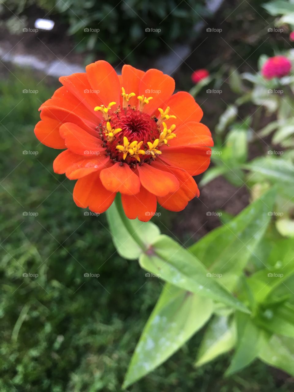 Zinnia