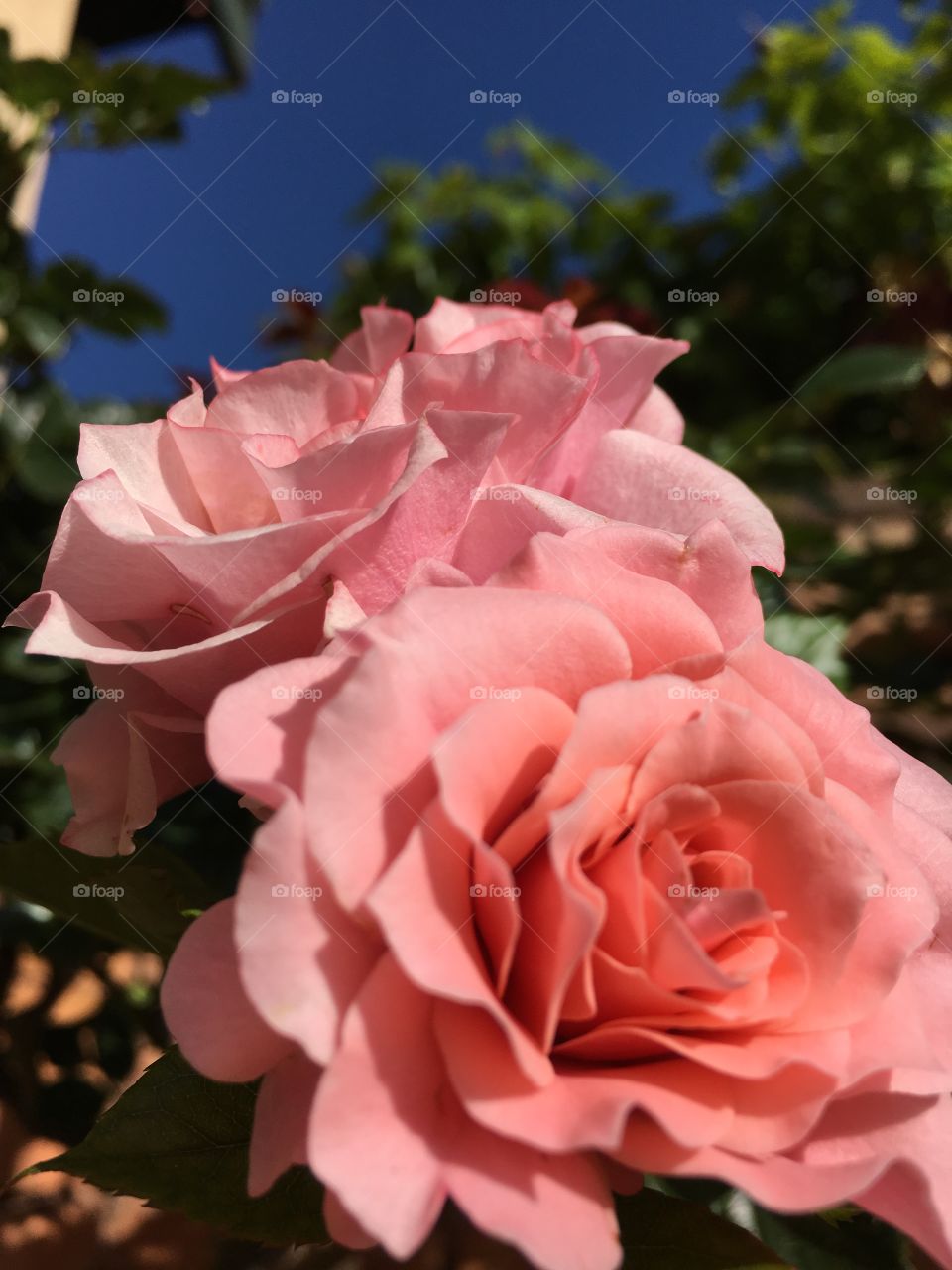 Pink roses closeup