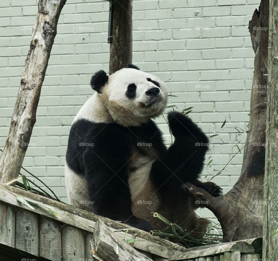 To me this was perfect timing as to visit the Pandas at Edinburgh Zoo requires a timed ticket and they sleep a lot !!! This panda was just waking up and stretching his leg I felt so lucky to see him... soooo cute 🐼