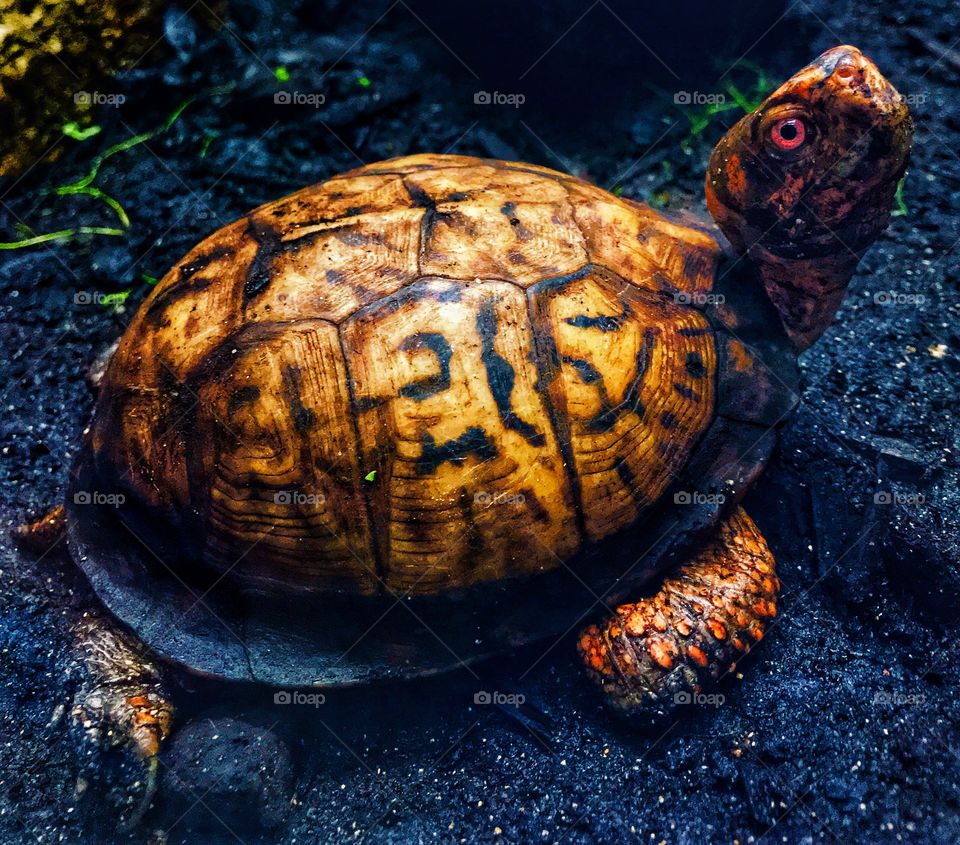 Cute tortoise in a zoo—taken in Grand Rapids, Michigan 