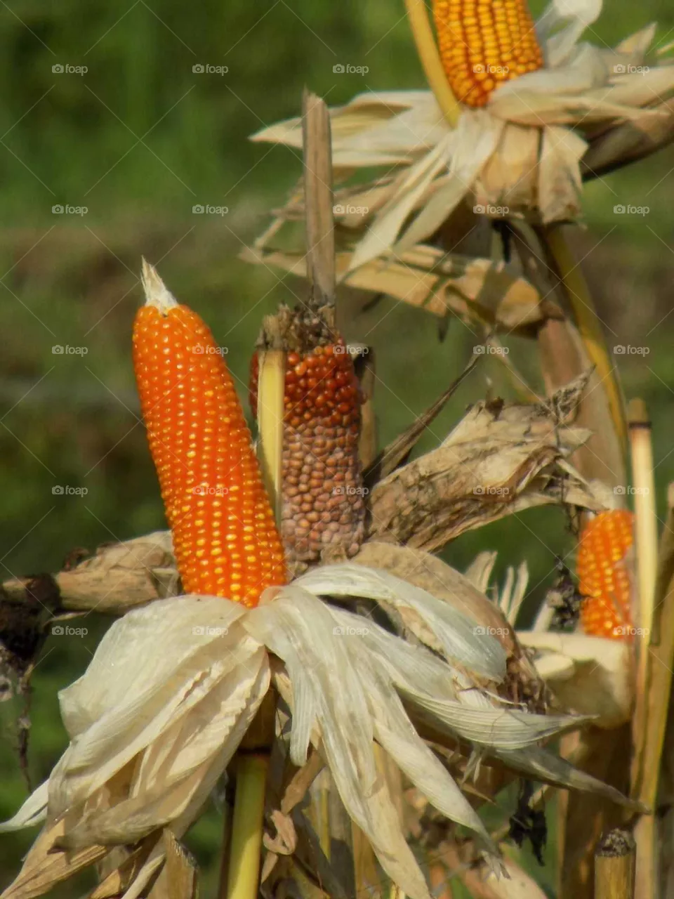 Corn harvest