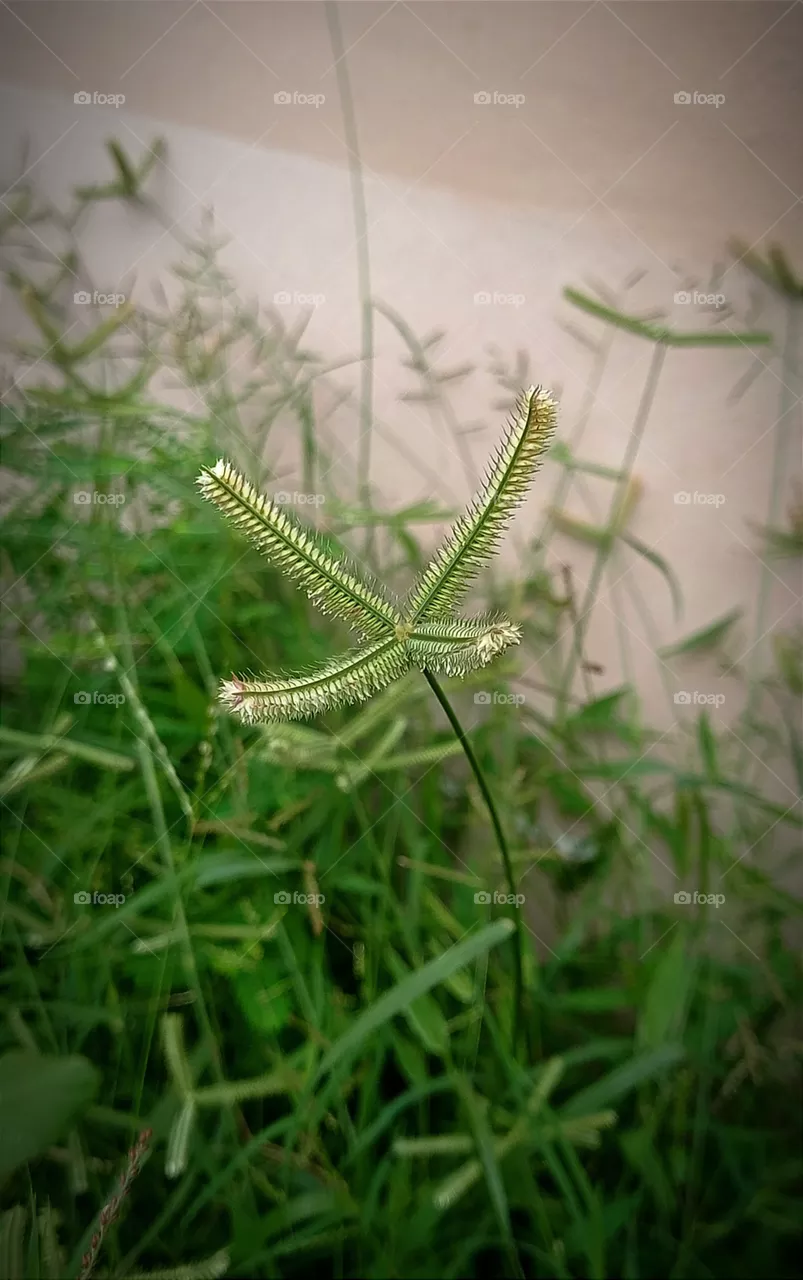 Grass photography