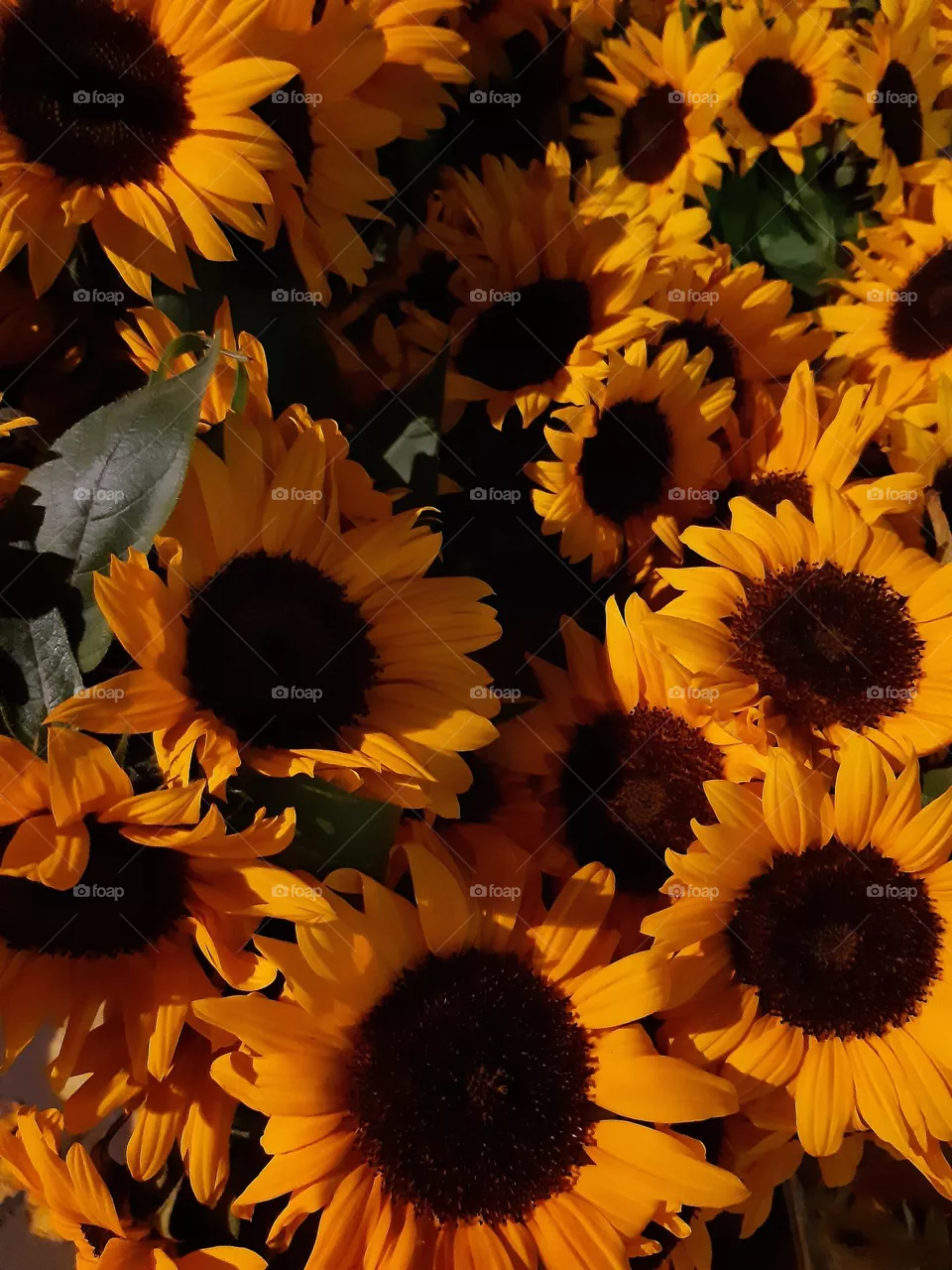 Magic 🌻 even at night