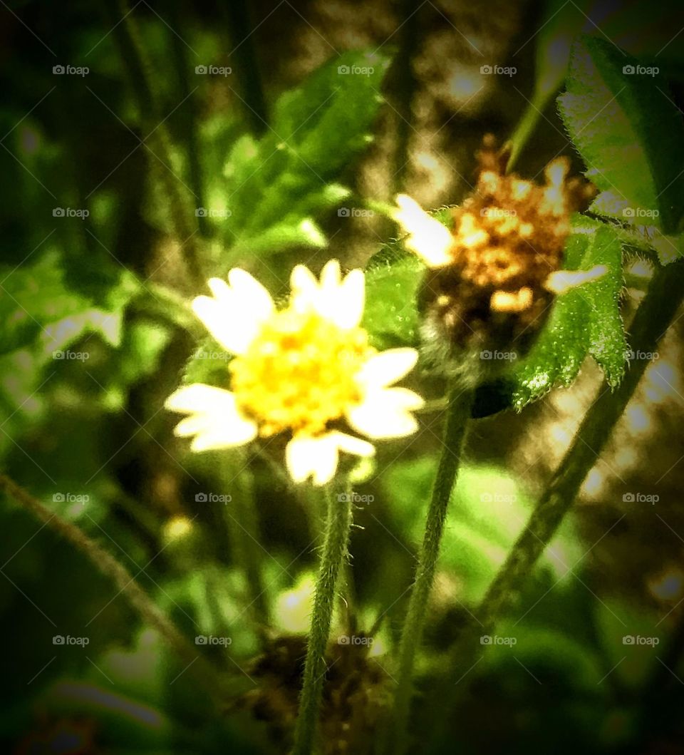 the day is bright and the sun is shiny ✨ the leaves are blooming and the plants are dancing as the air is blowing.