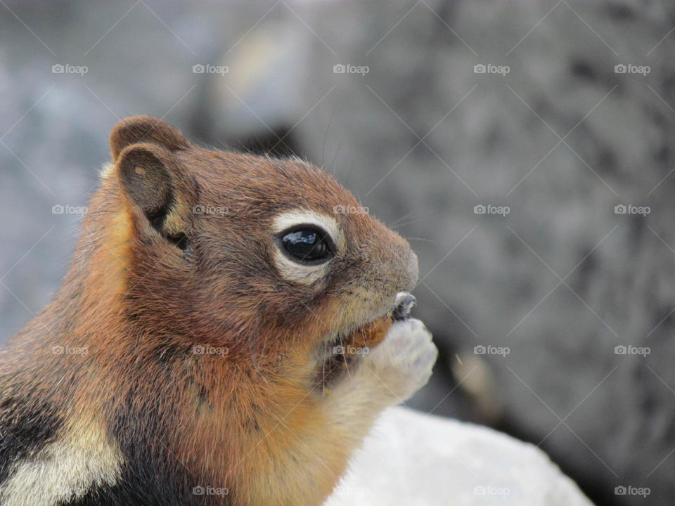 Chipmunk eating
