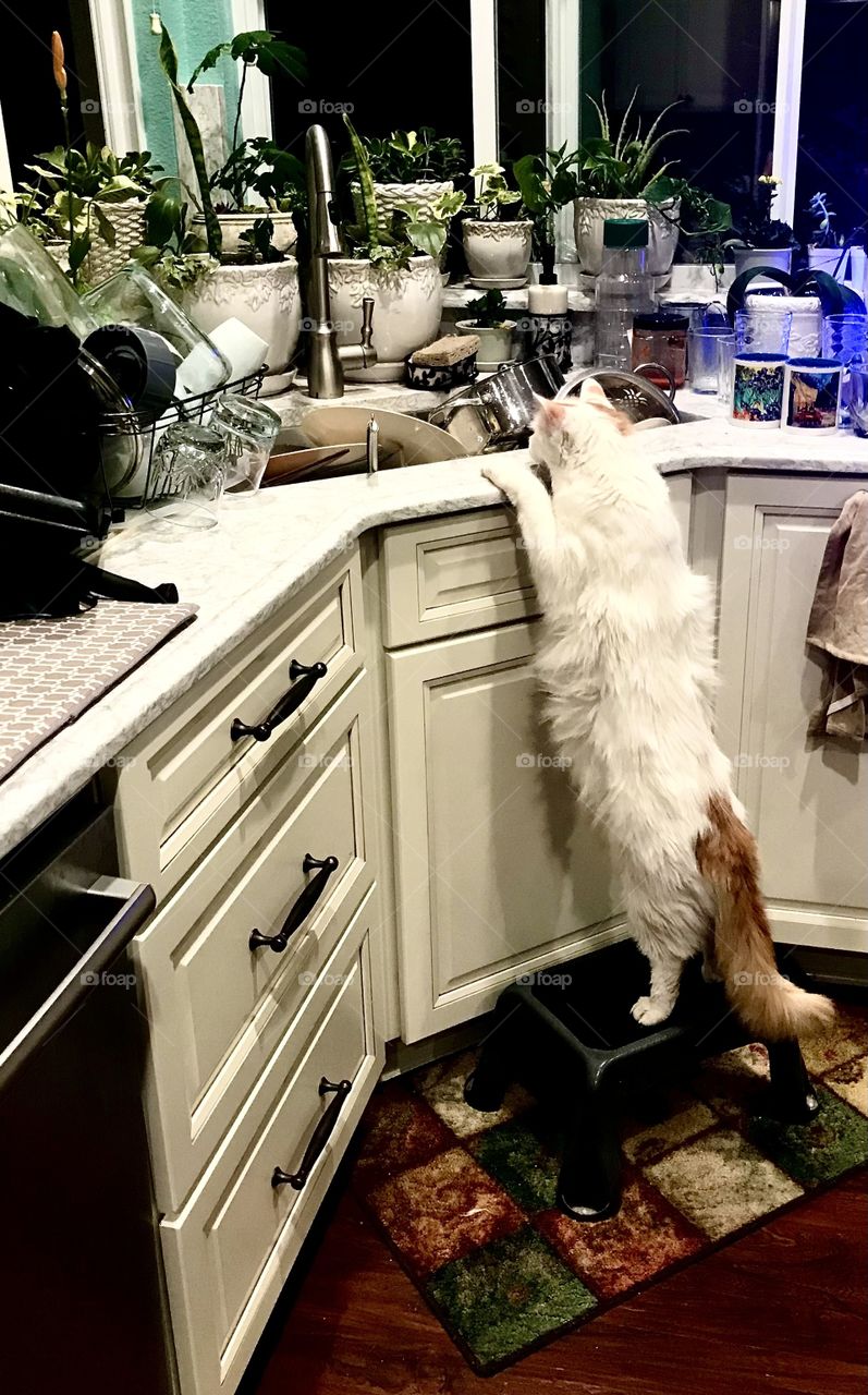 Kitty doing dishes 