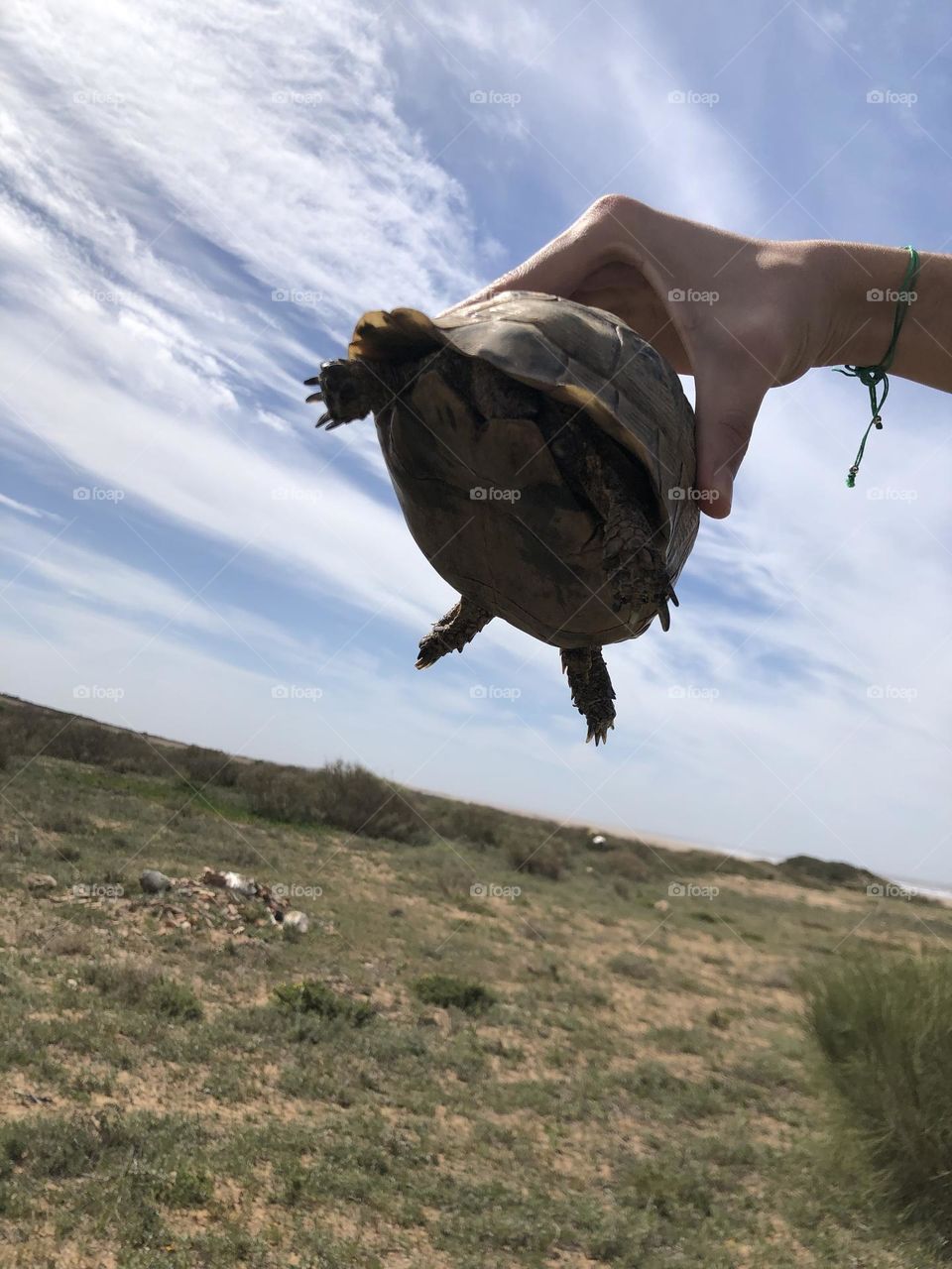 A hand holding a beautiful turtle.