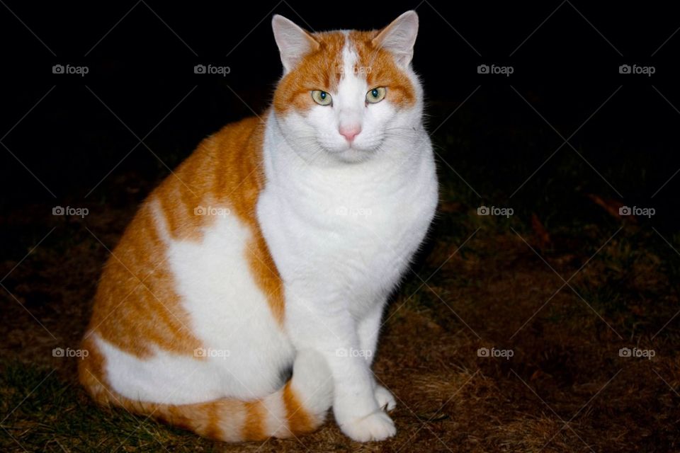 Cat sitting on ground