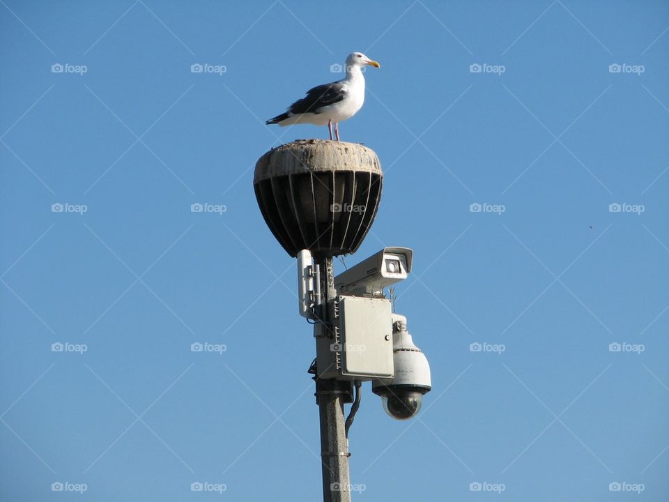Seagull at Aliso Creek Beach