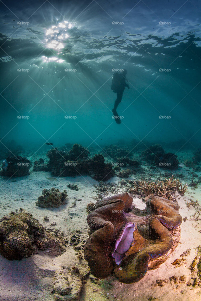 Giant clam and a diver