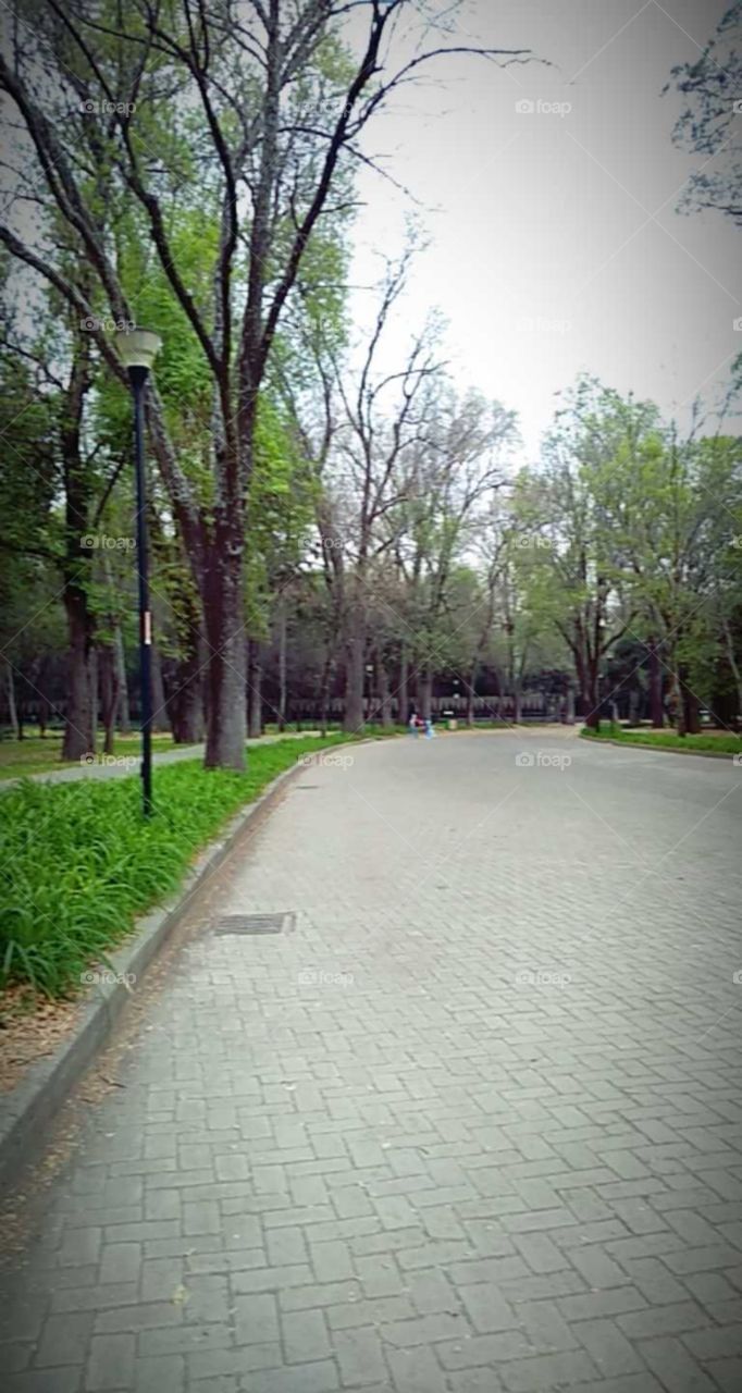 bella postal del bosque.