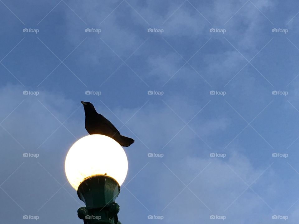 Crow sitting on a lamppost 