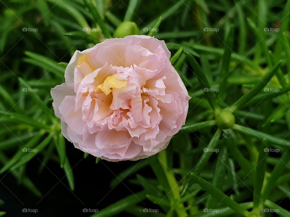 the Portulaca Grandiflora