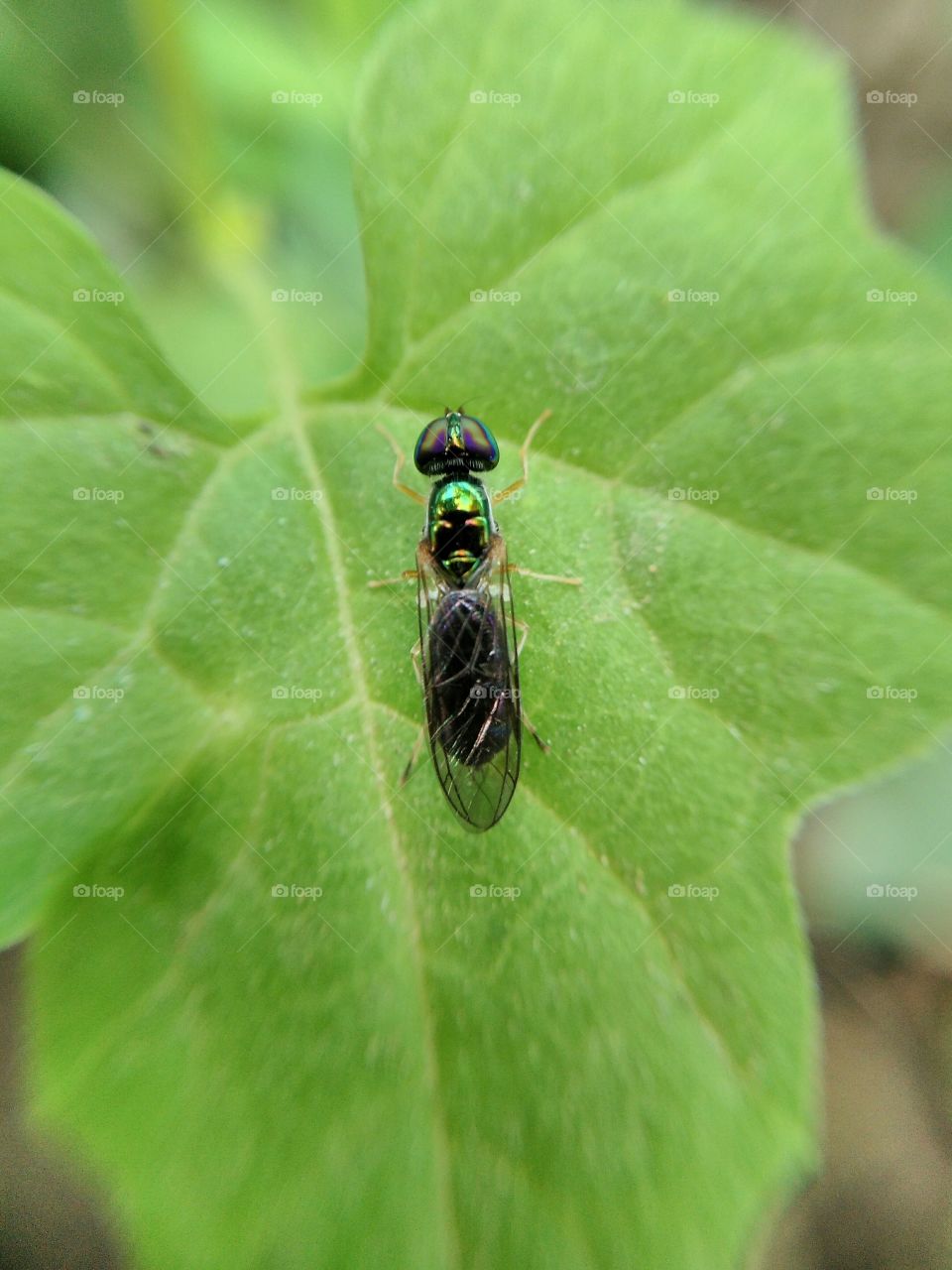 Insect on green leaf