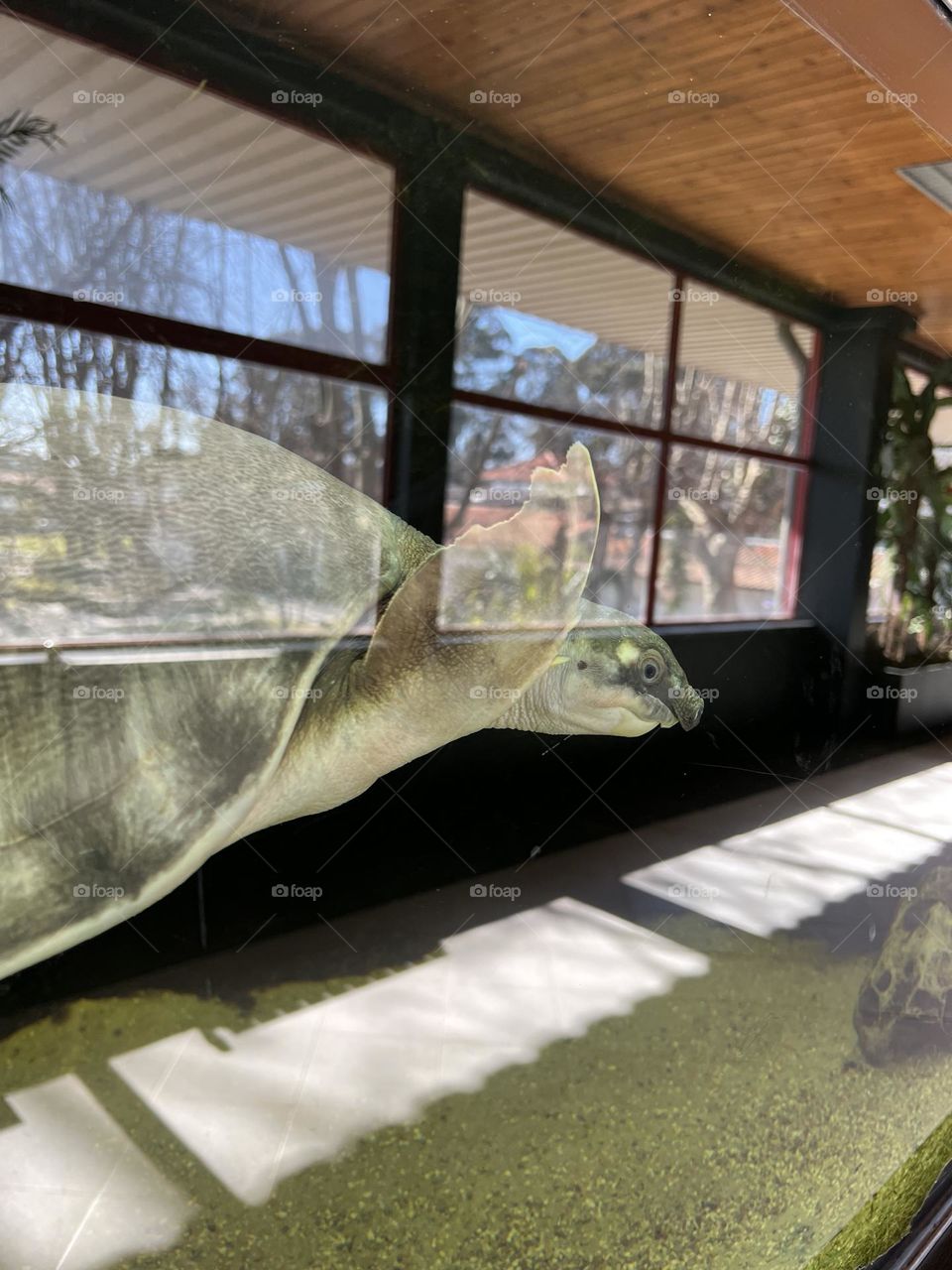 Turtle in the water tank