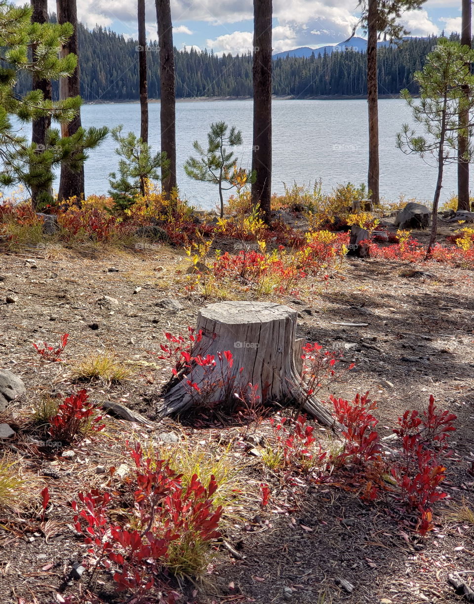 Brilliant fall colors of a landscape on the shores of Elk Lake in Oregon’s Cascade Mountains