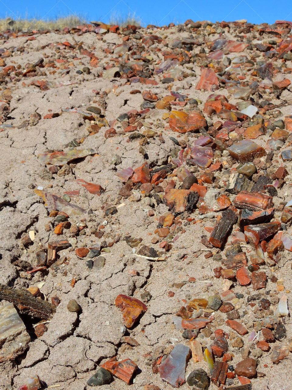 Petrified wood