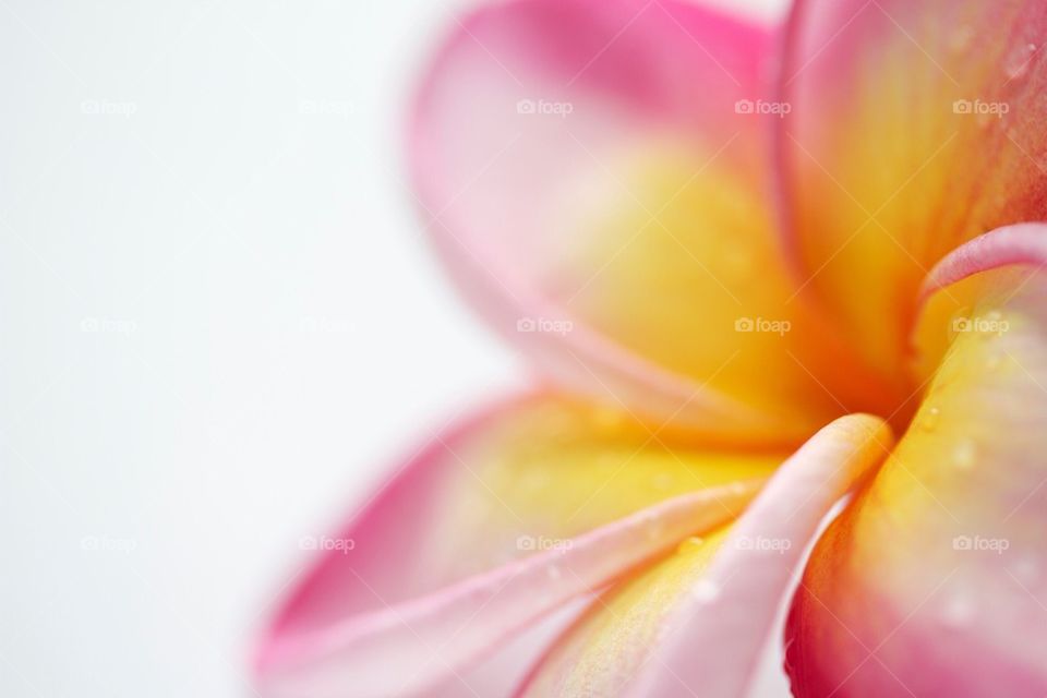 Soft light frangipani