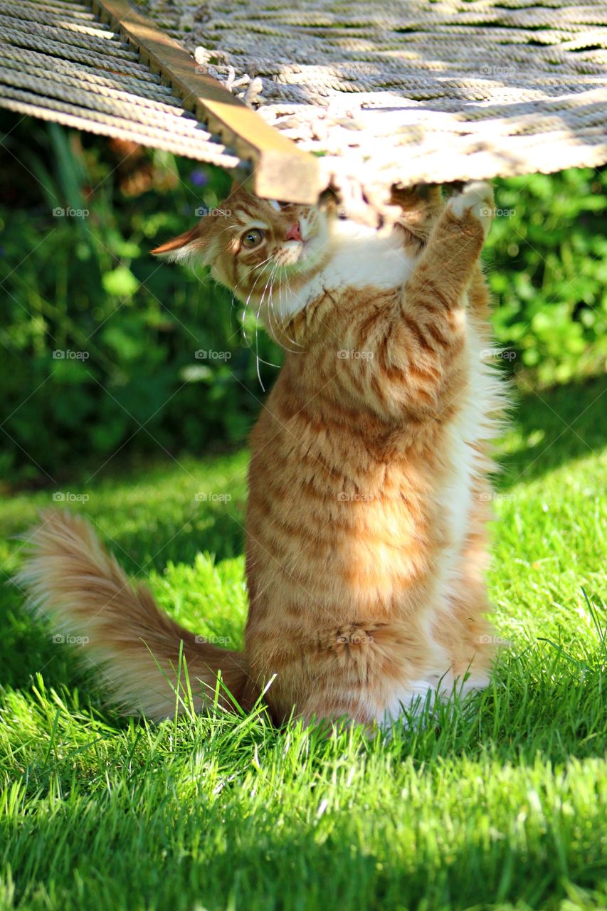 Grabbing the hammock