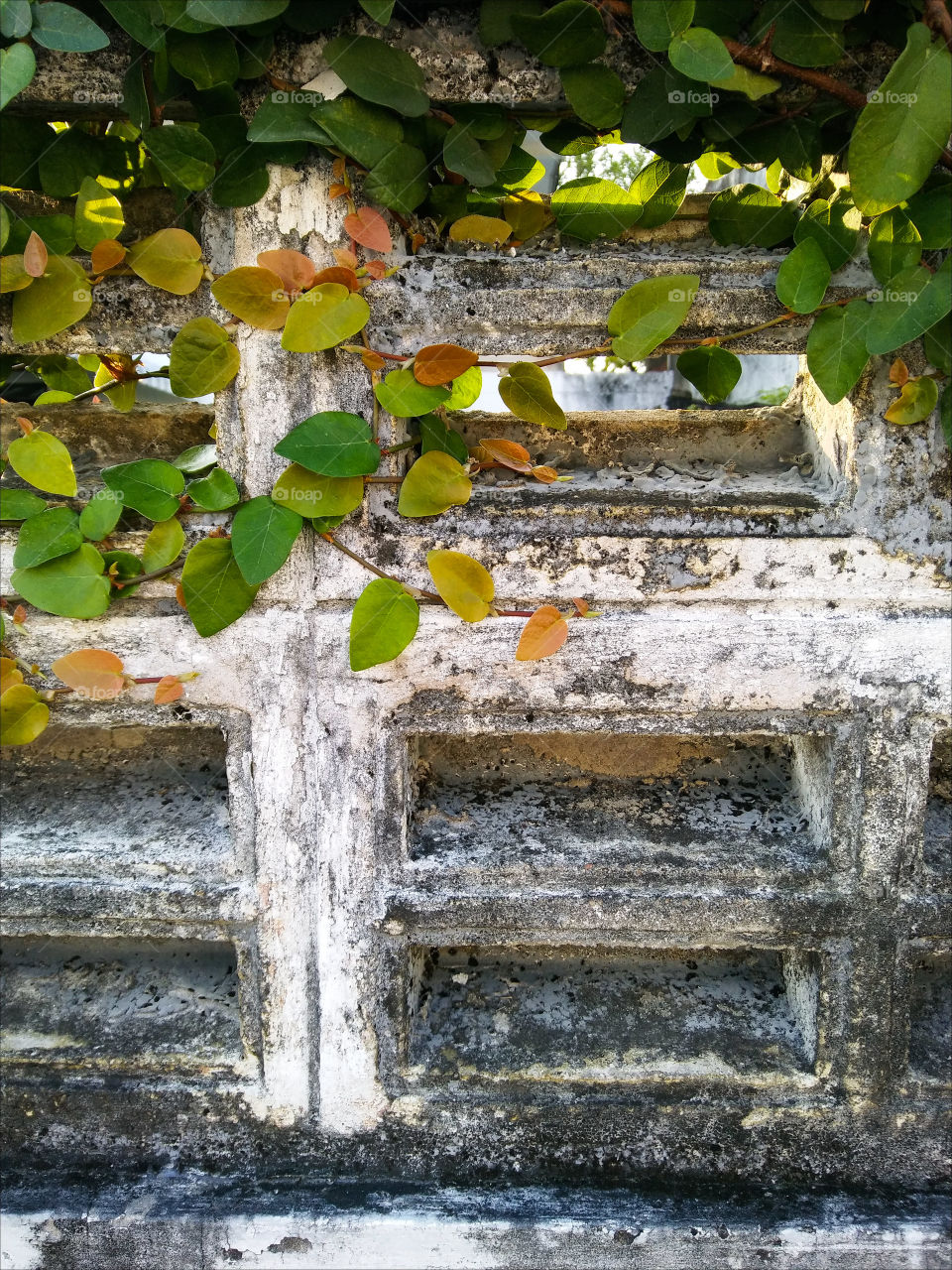 Refreshing creeper climbing old brick wall.