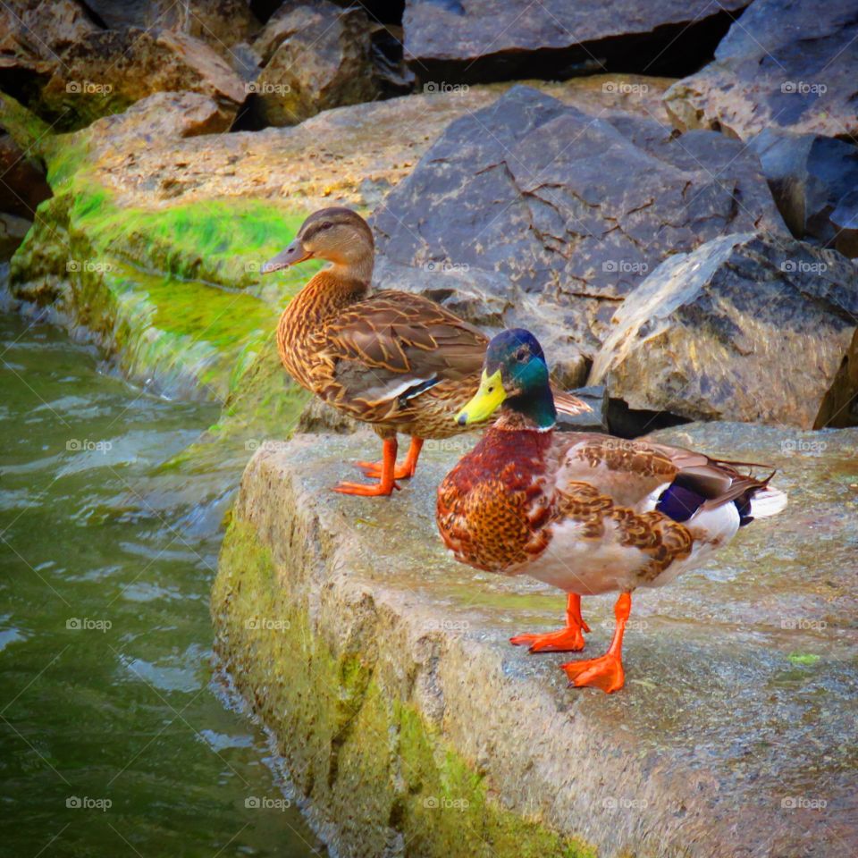 Malard duck couple