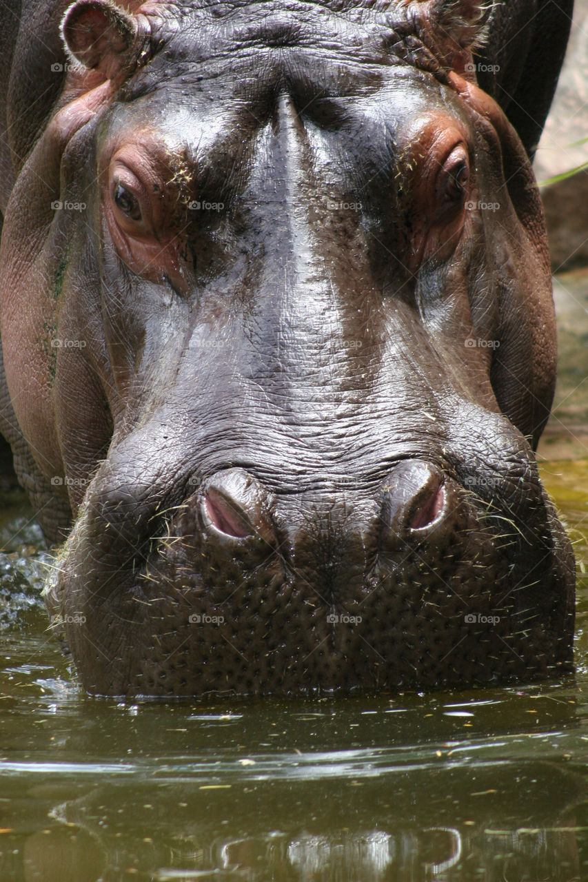 Hippopotamus in a lake