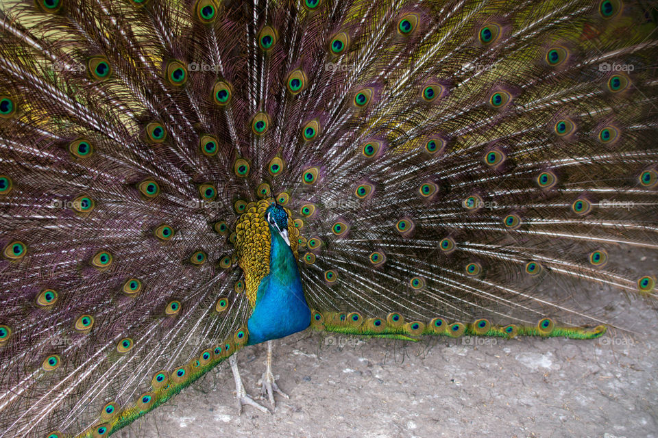 Peacock with fanned out feathers