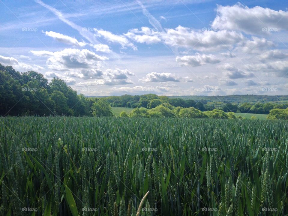 Scenic view field against cloudy sky