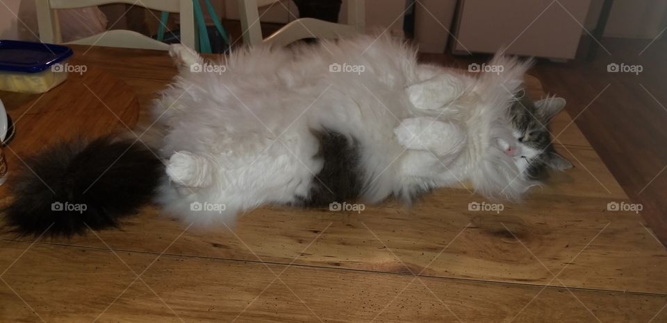 Big fluffy cat sleepinf on kitchen table
