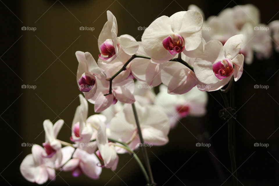 Orchids under indoor lighting with mirror as backdrop