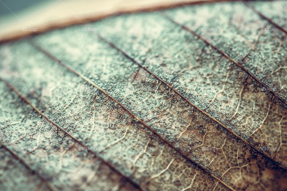 Extreme close up of dry leaf