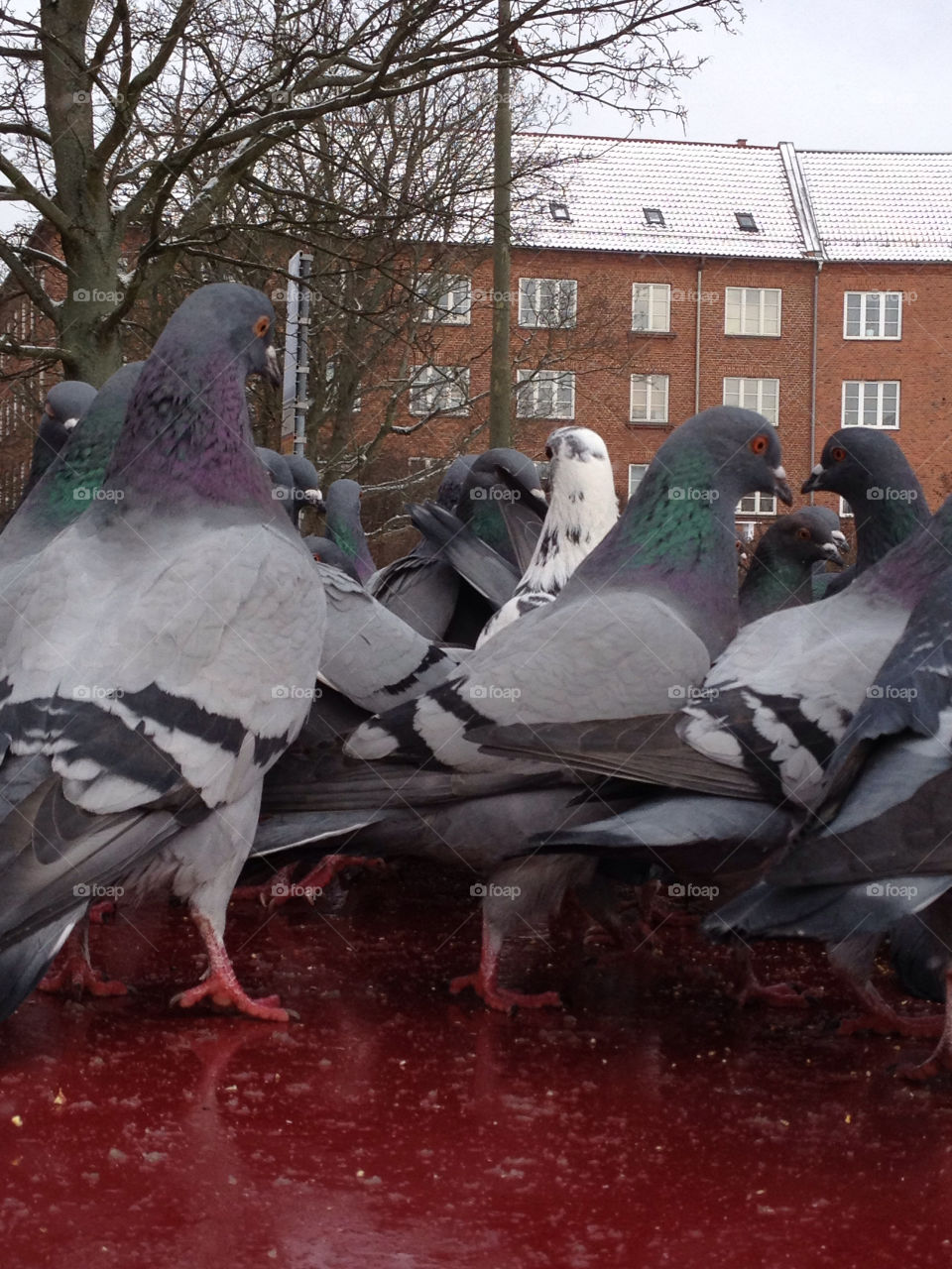 Pigeons