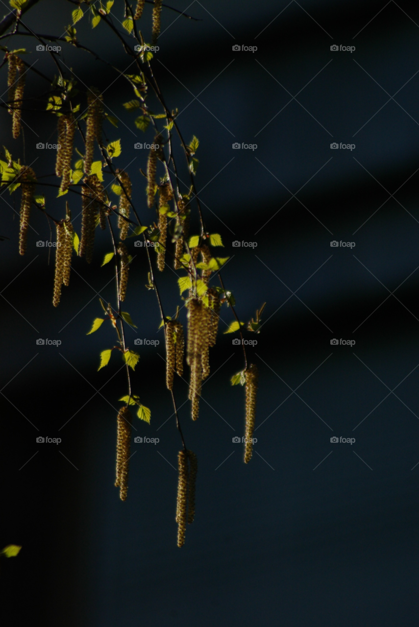 green spring light blossom by Bea