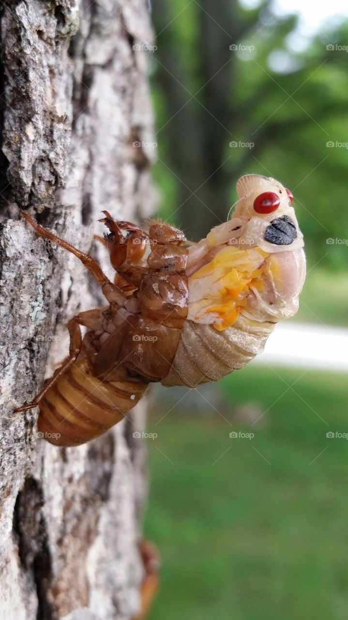 cicada, mid molt. an emerging cicada 