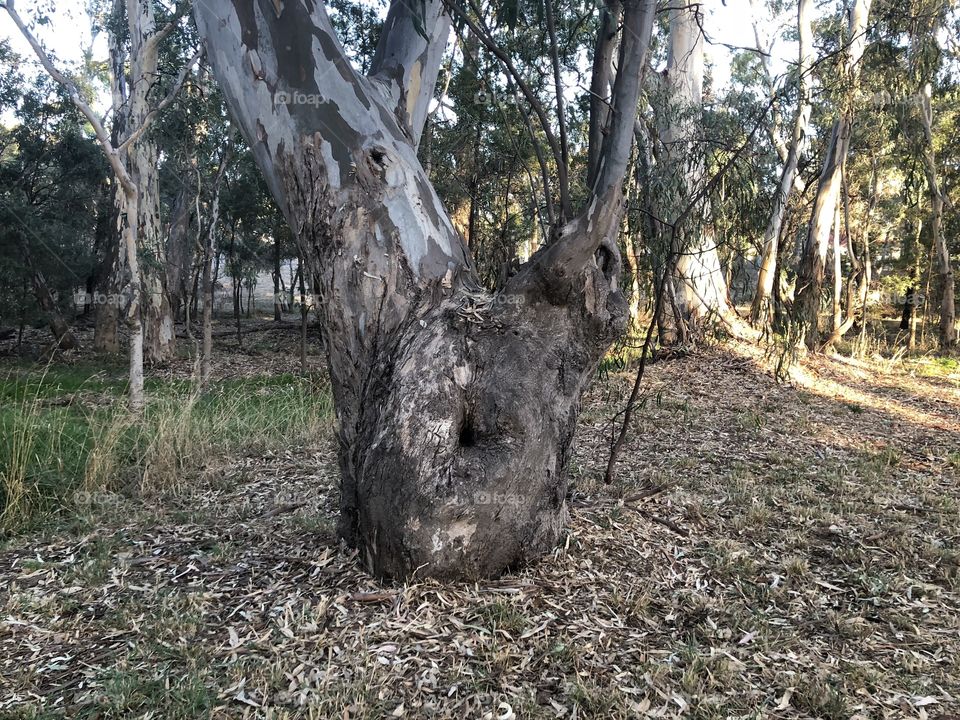 Tree along the bush walk