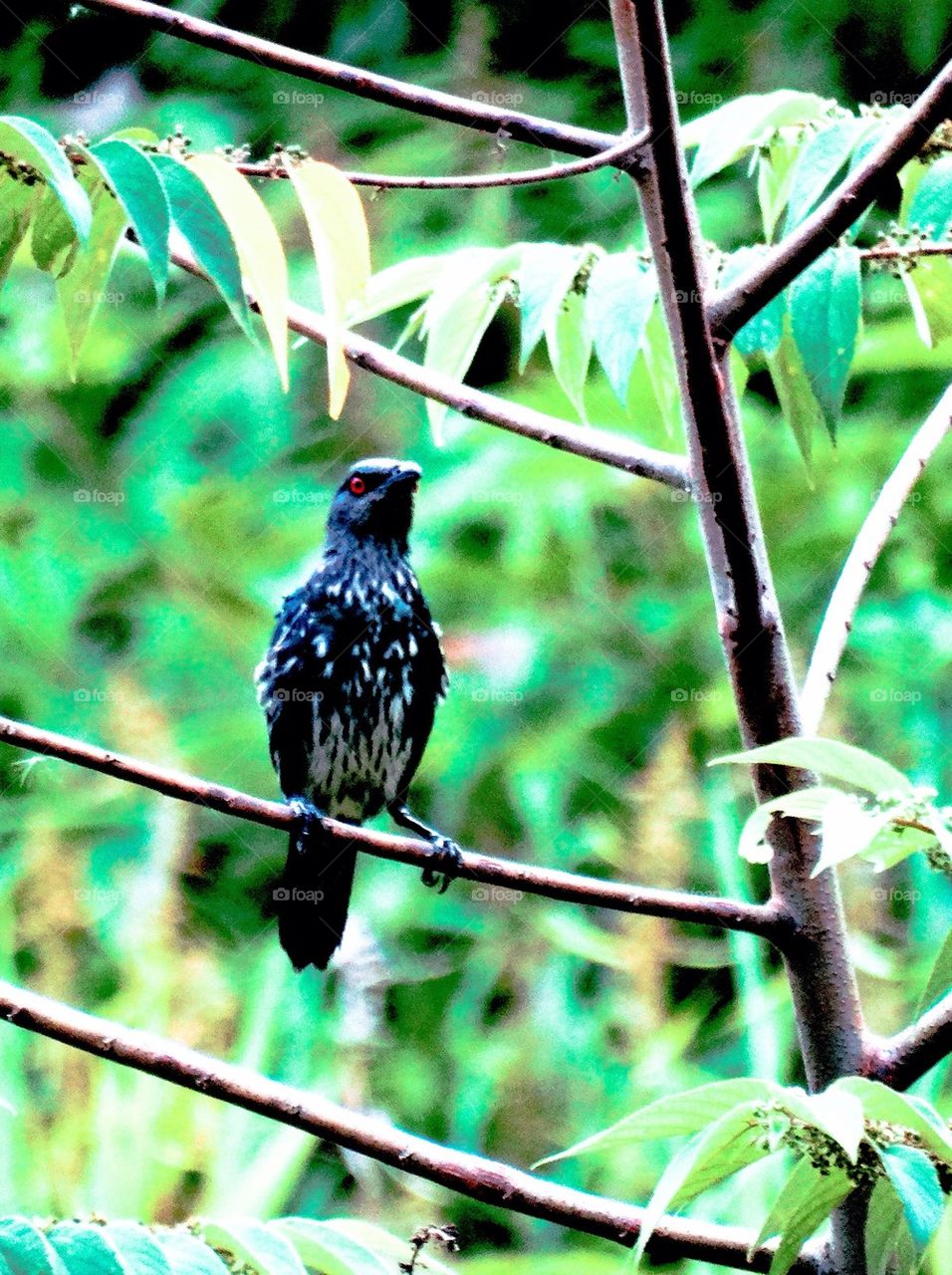 A wet bird