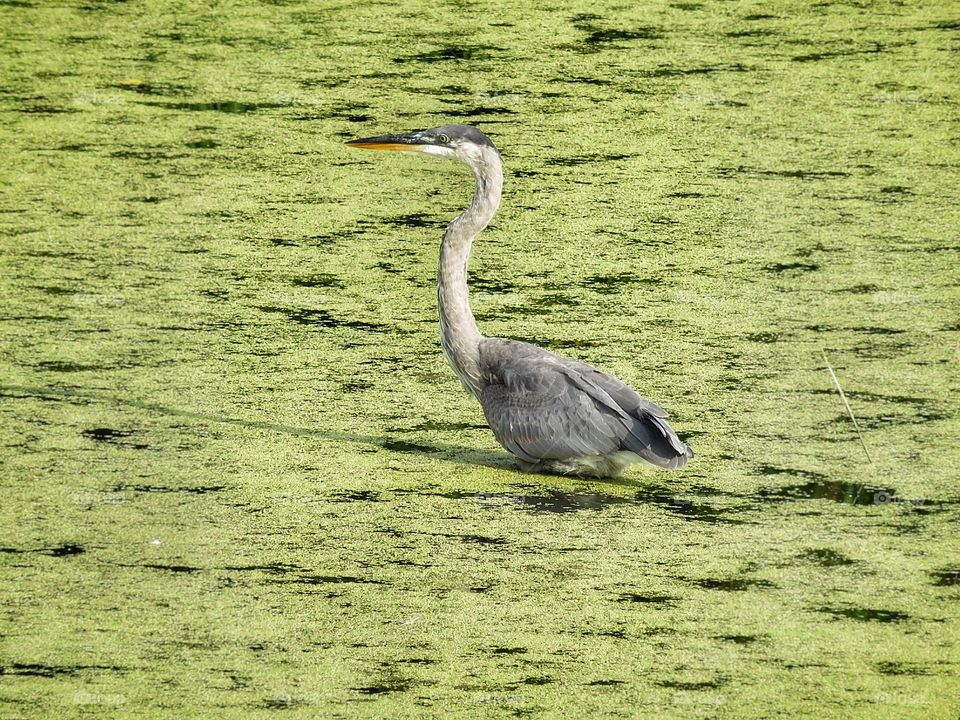 Heron Boucherville Québec 