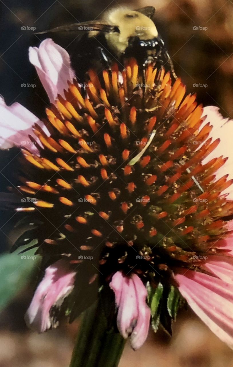 Bee pollenating echinacea 