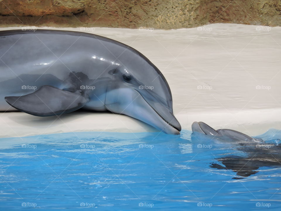 Close-up of two dolphins