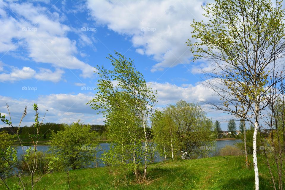 Landscape, Tree, Nature, No Person, Wood