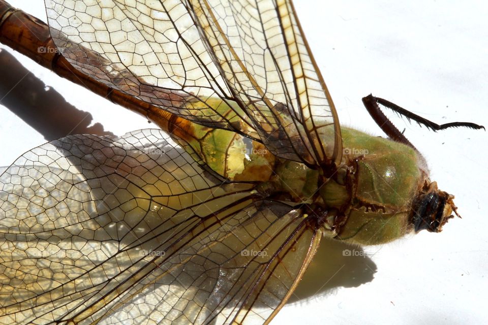 Dragonfly decaying

