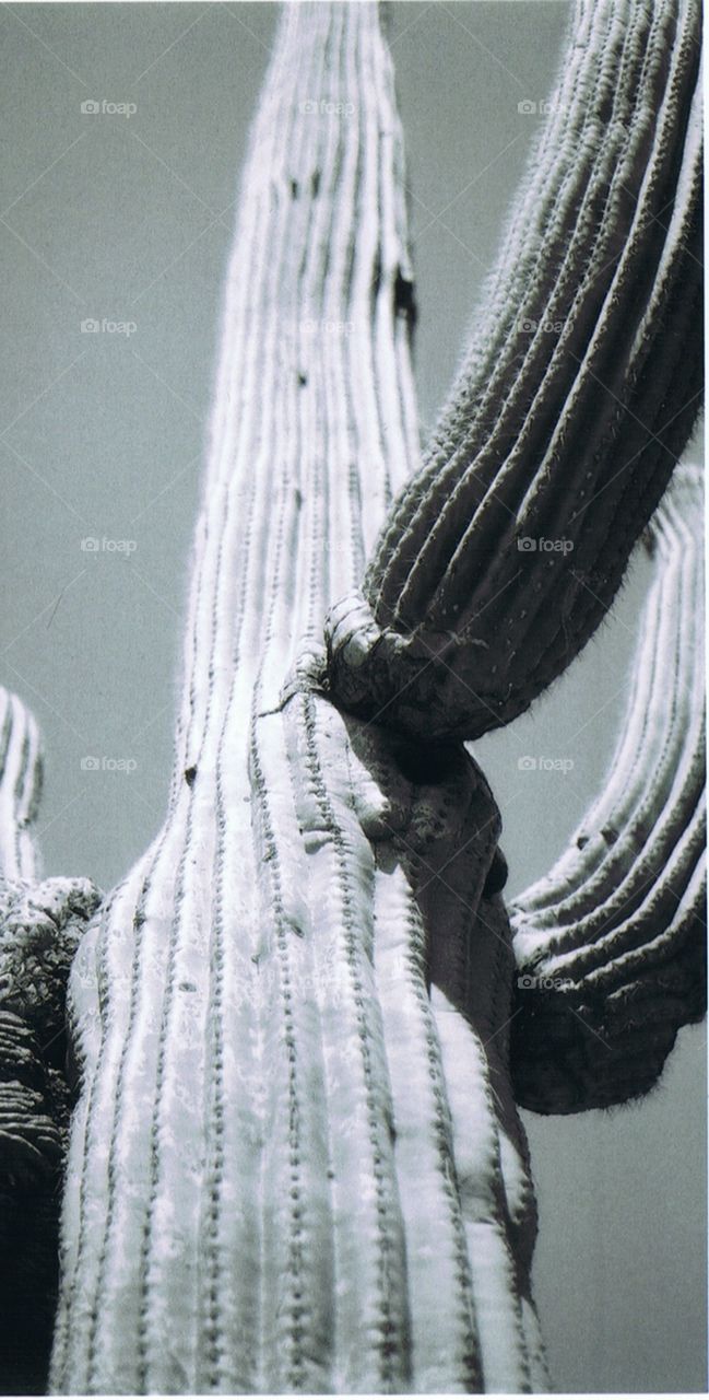 cactus