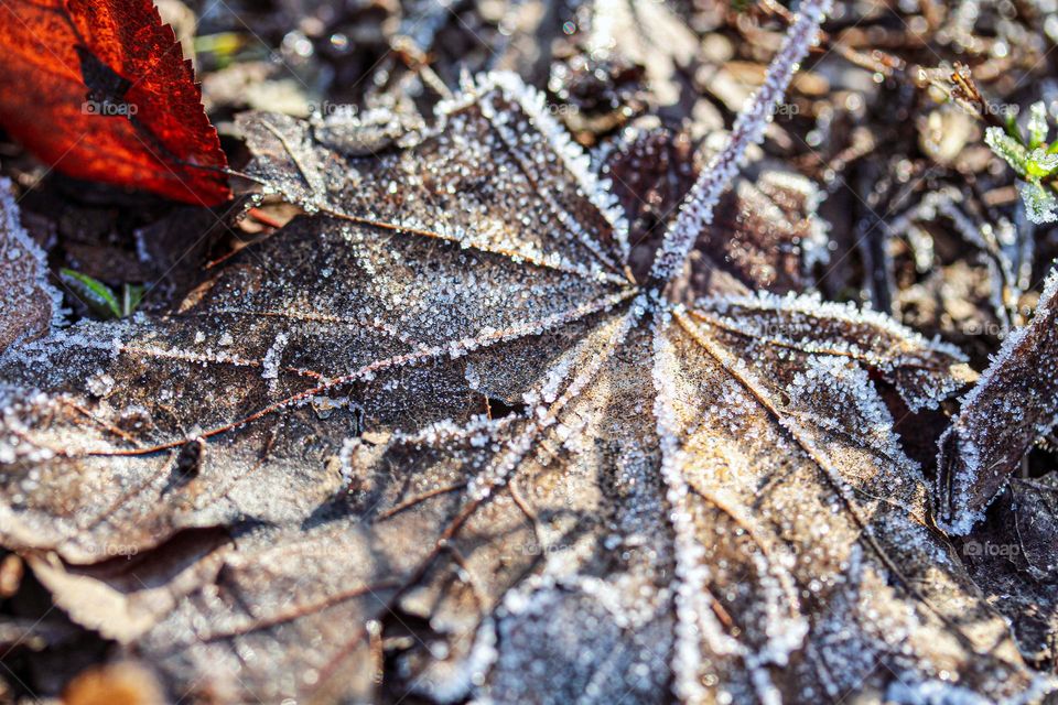 Brown leaves covered with frost
