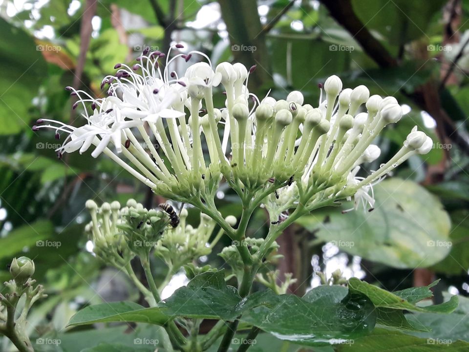 wild blooming flower in summer