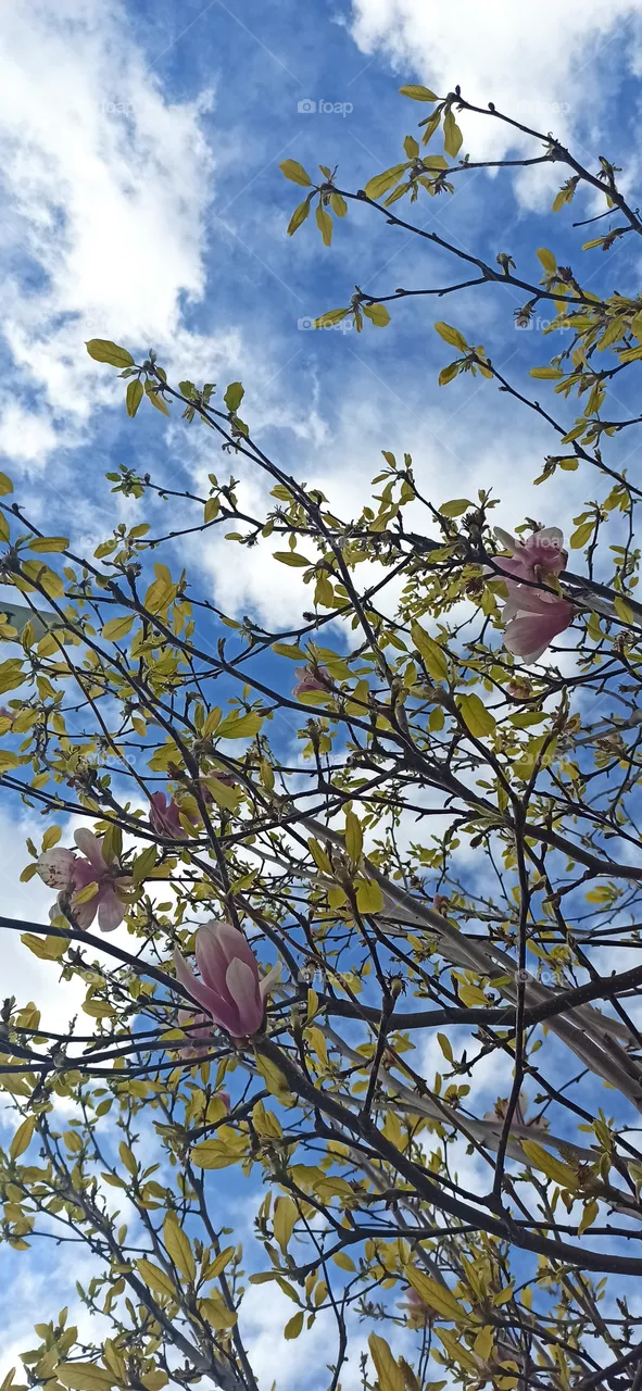 Flowers in the sky.