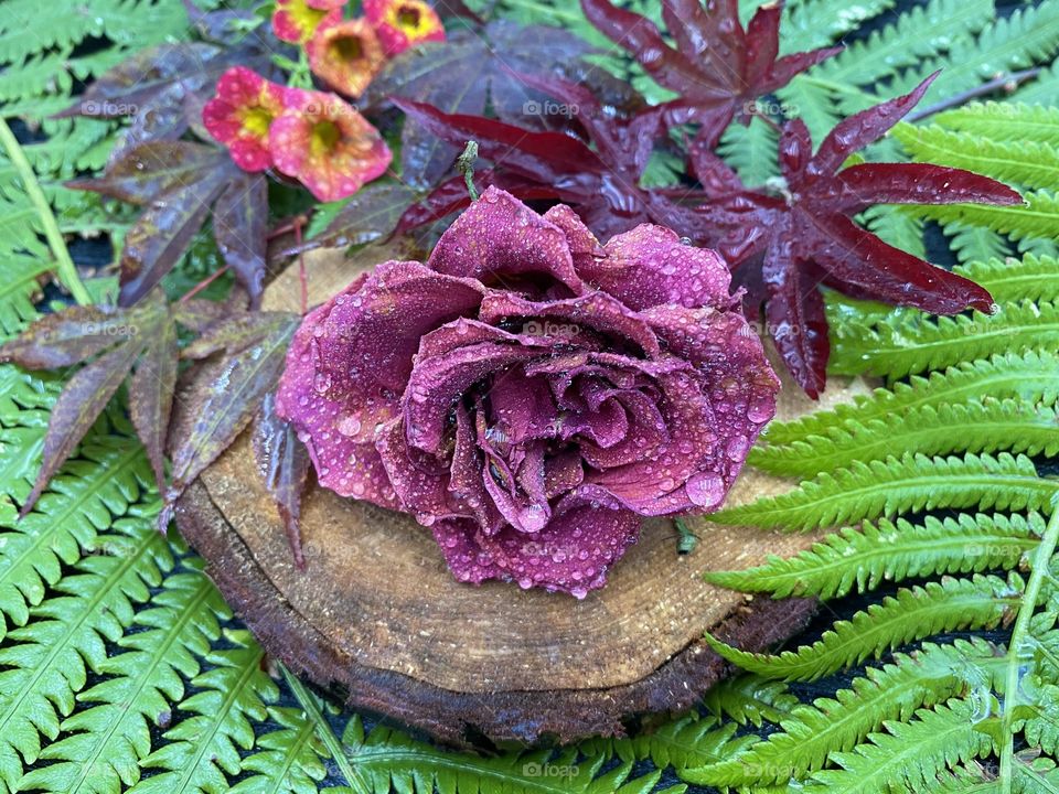 Studio shot of nature items in vibrant red with water drops