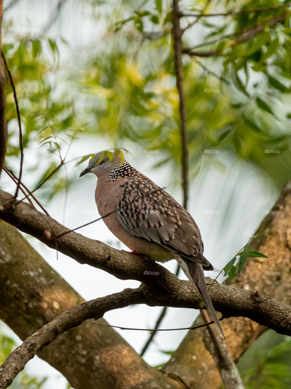 Beautiful Dove