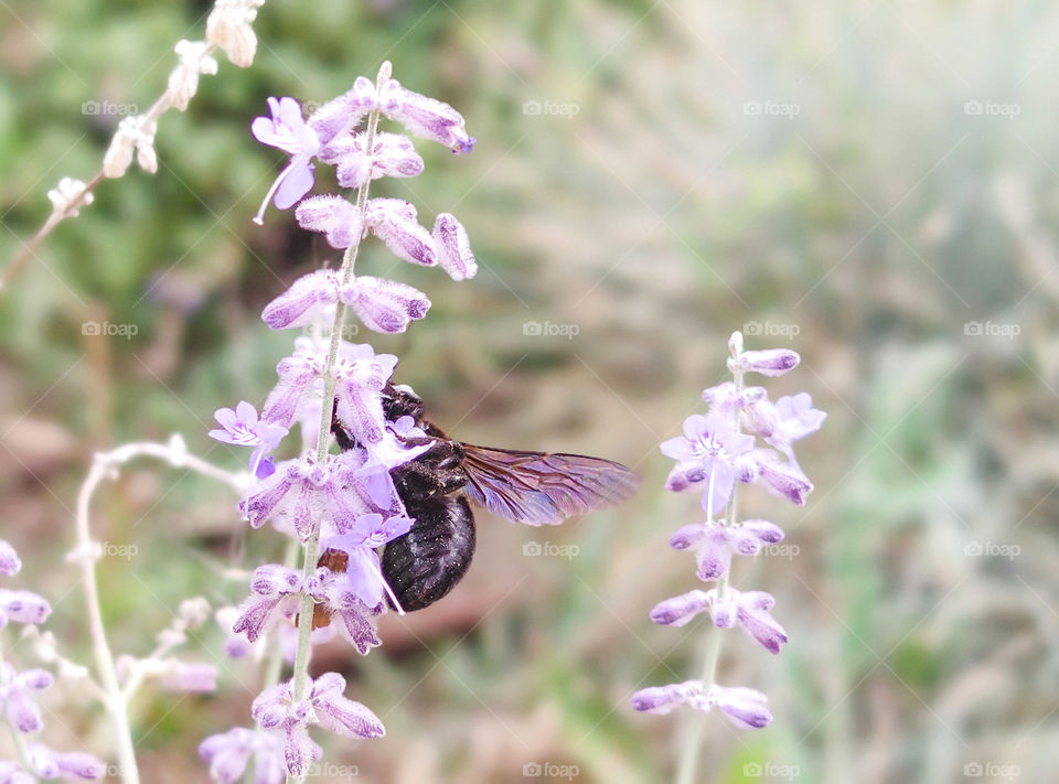 Bee on a flower