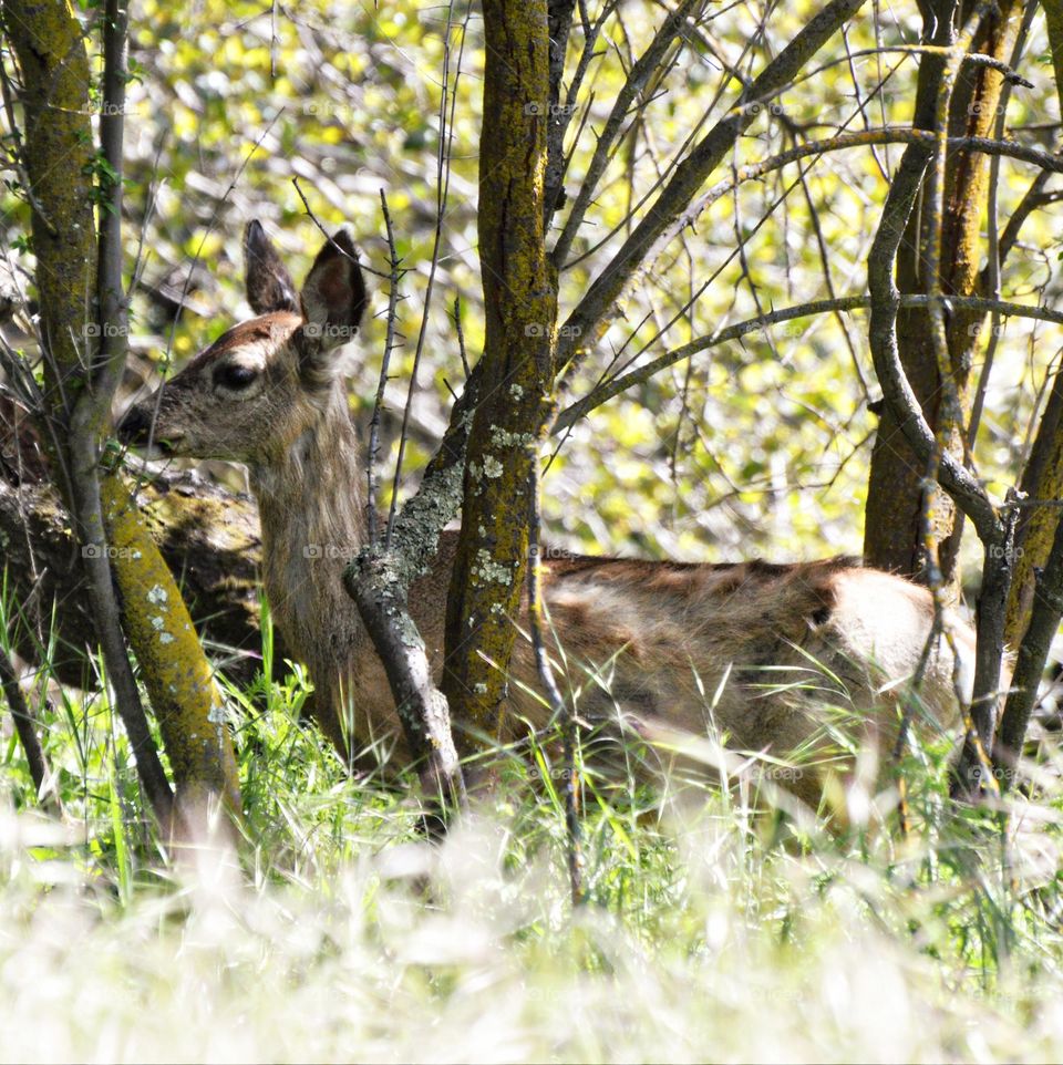 On a nature hike enjoying the wildlife in the city of Fair Oaks