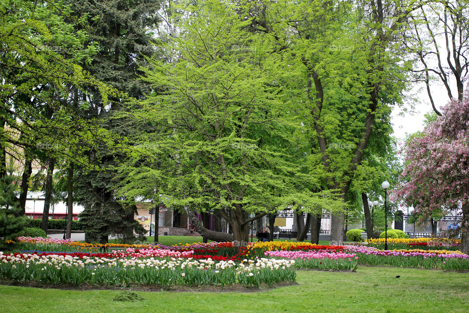 Park, city park, nature, trees, grass, flowers